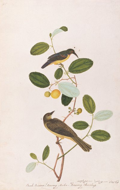 Roodkeelzonnevogel en Roodoogbuulbuul, uit Tekeningen van Vogels uit Malakka, c.1805-18 door Chinese School